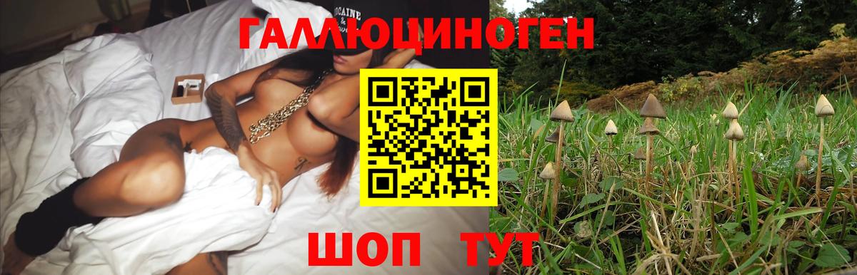 Краснознаменск  закладка  Вход с VPN  Галлюциногенные грибы мухоморы  Галлюциногенные грибы Psilocybe 